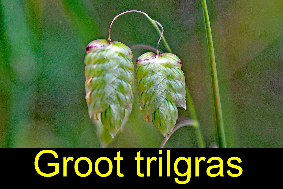 groot trilgras.jpg