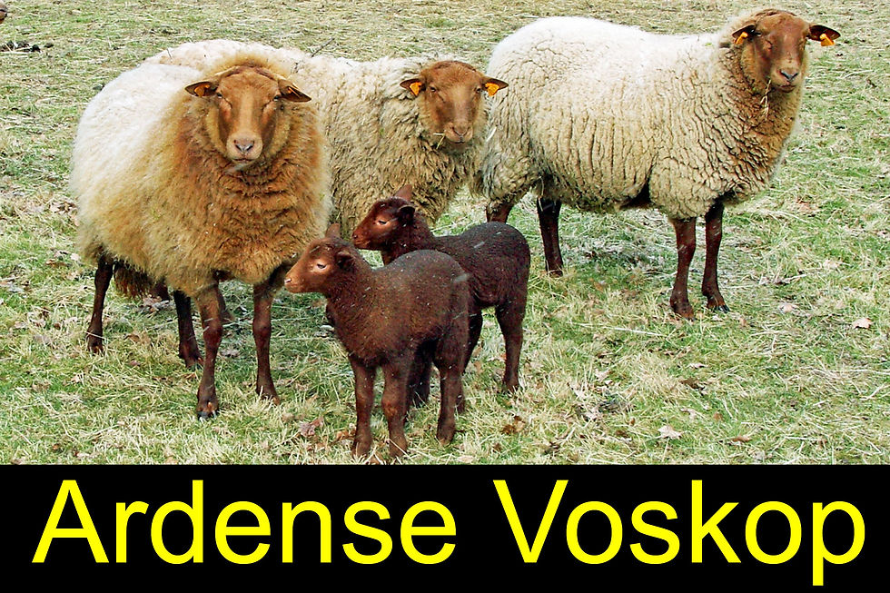 ardense_voskop1
