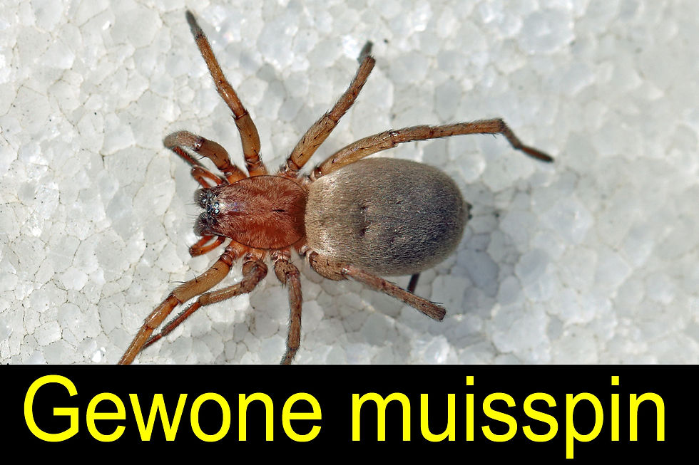 gewone muisspin