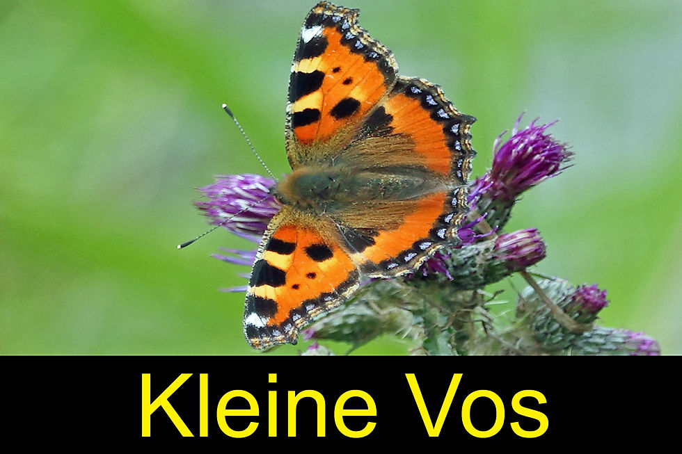 kleine_vos