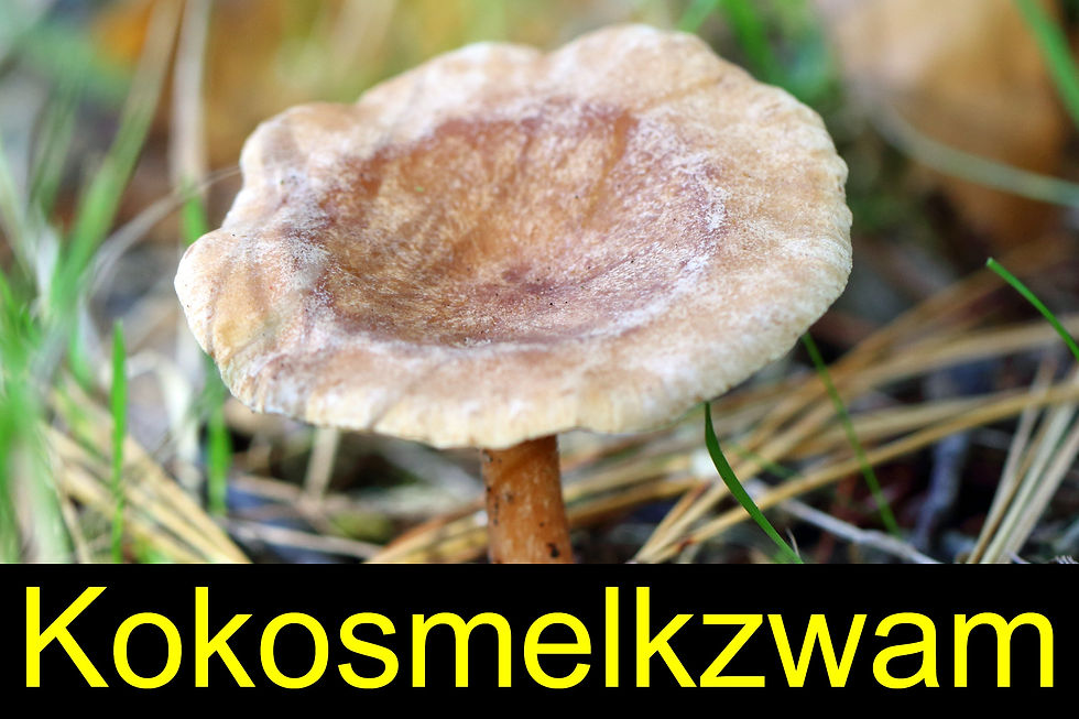 kokosmelkzwam