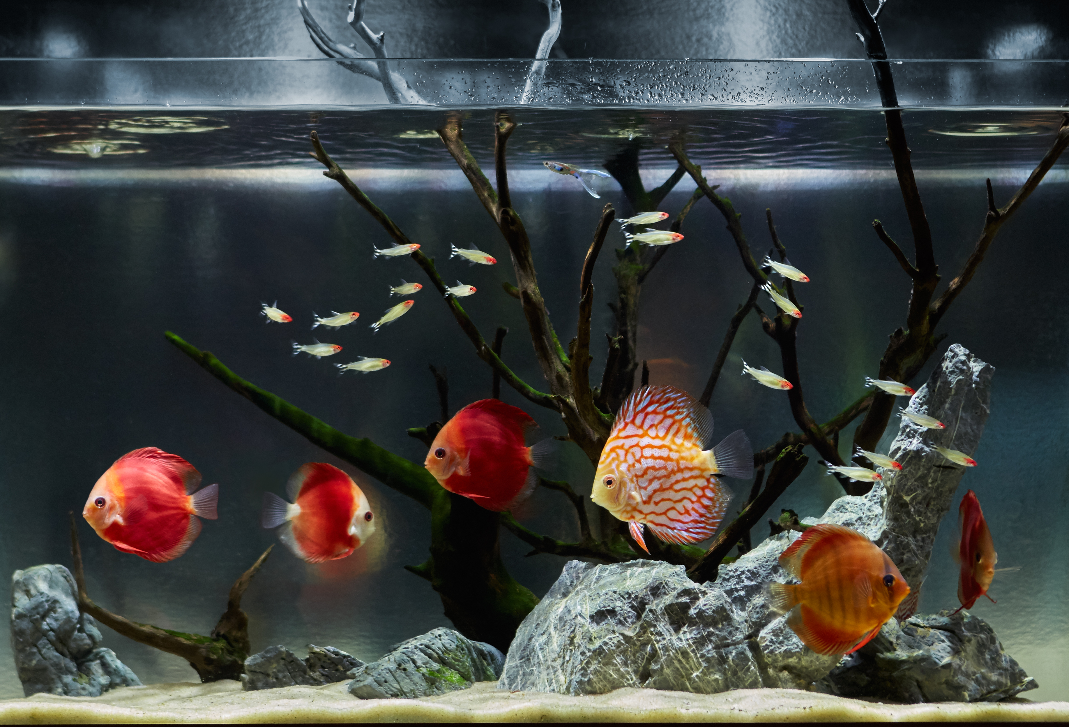 8500 Aquarium Design For Discus Fish Terbaik