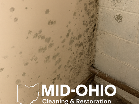 Understanding Mold: Risks, Precautions & Professional Solutions