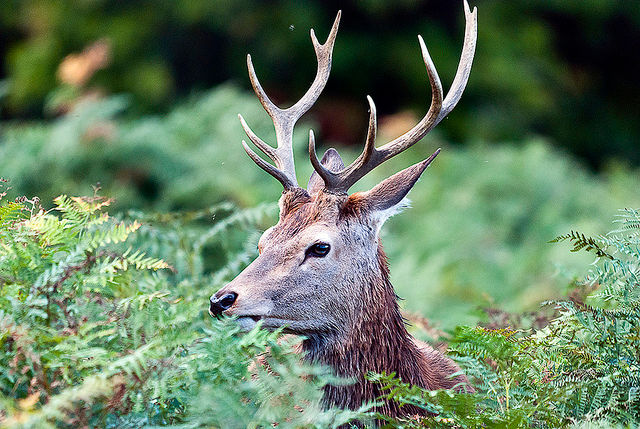If the love within your mind is lost and you see other beings as enemies, then no matter how much knowledge or education or material comfort you have, only suffering and confusion will ensue.....dalai lama