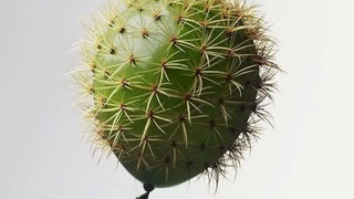 prickly pear sorbet