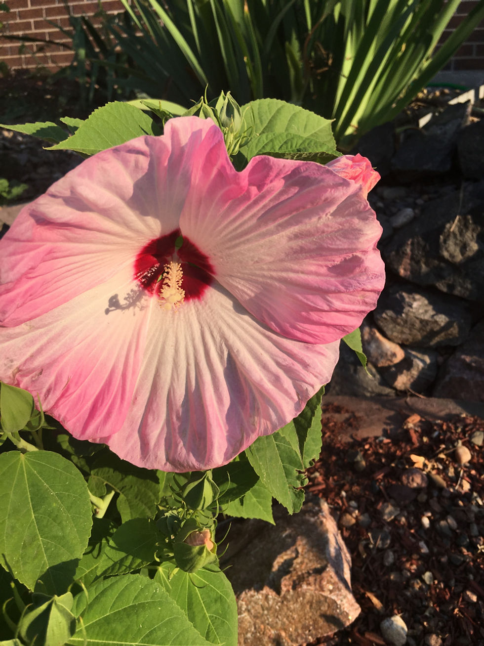 Hibiscus and Hydrangeas are Blumen........Happy Summer
