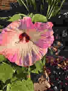 Hibiscus and Hydrangeas are Blumen........Happy Summer