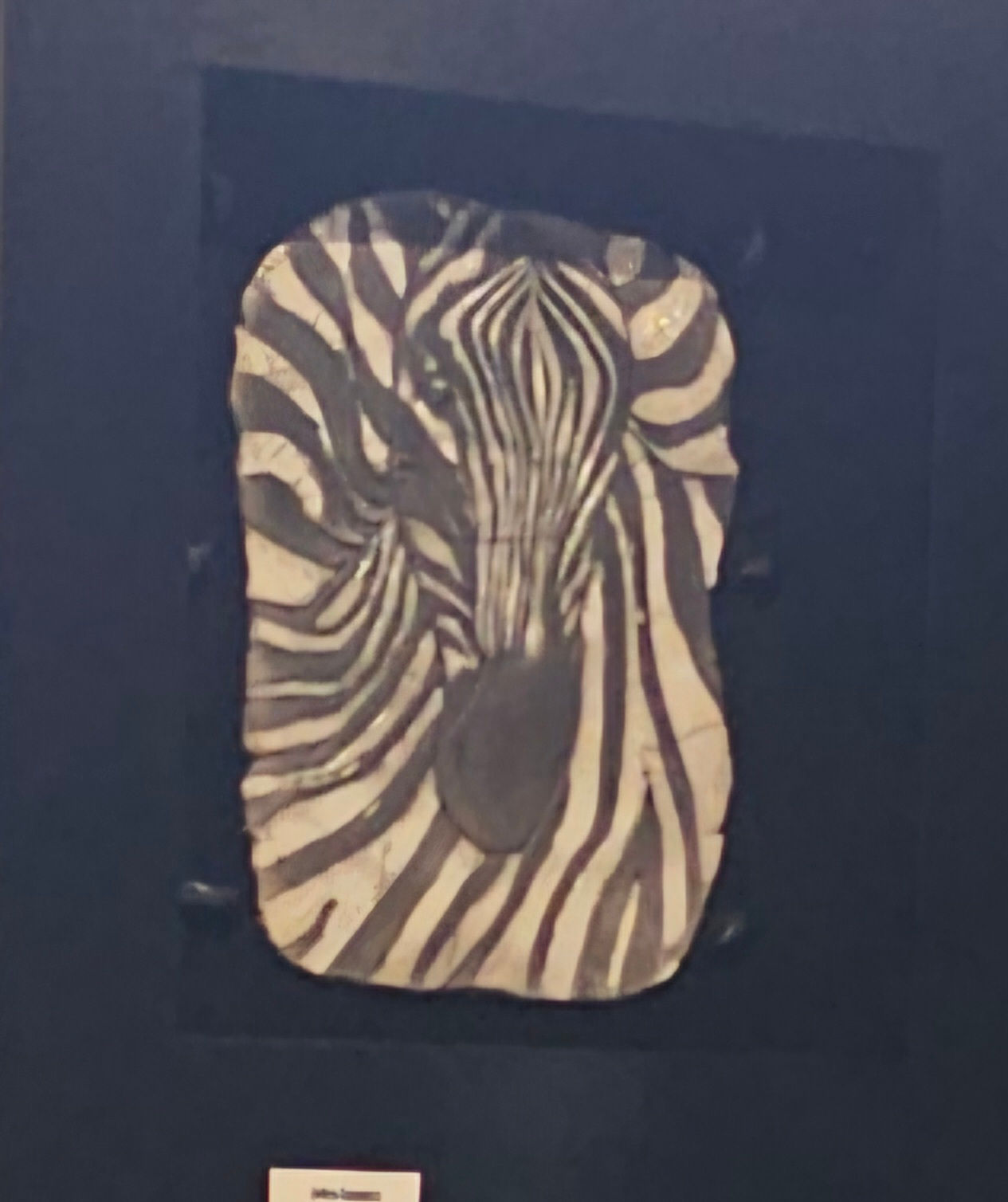 Magnificent Zebra