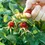 Thumbnail: Rose Hips Herb
