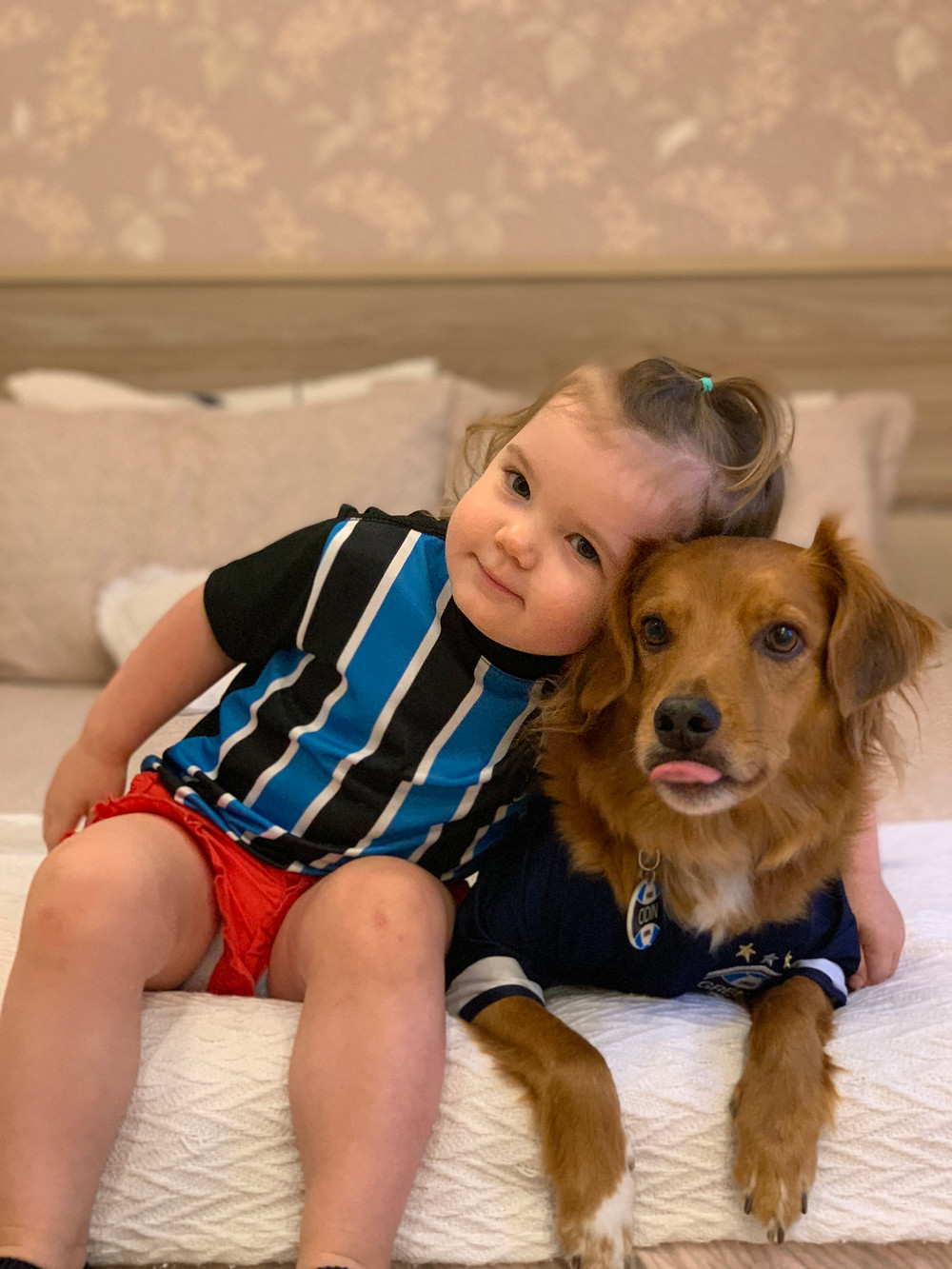 cão amigo