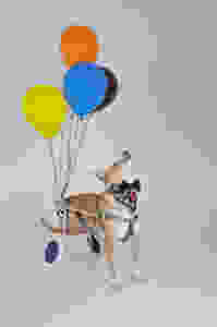 cão toquinho