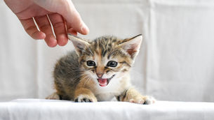 Por que meu gato me morde?