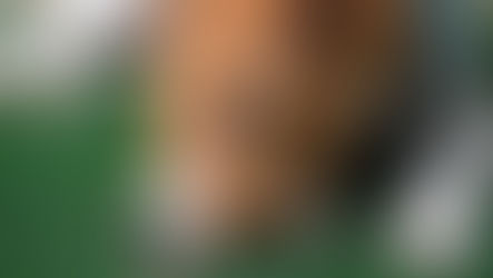 Vermes - um perigo silencioso