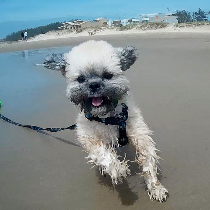 Cão correndo na praia