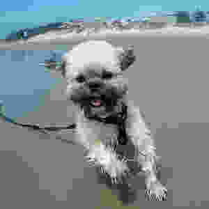Cão correndo na praia