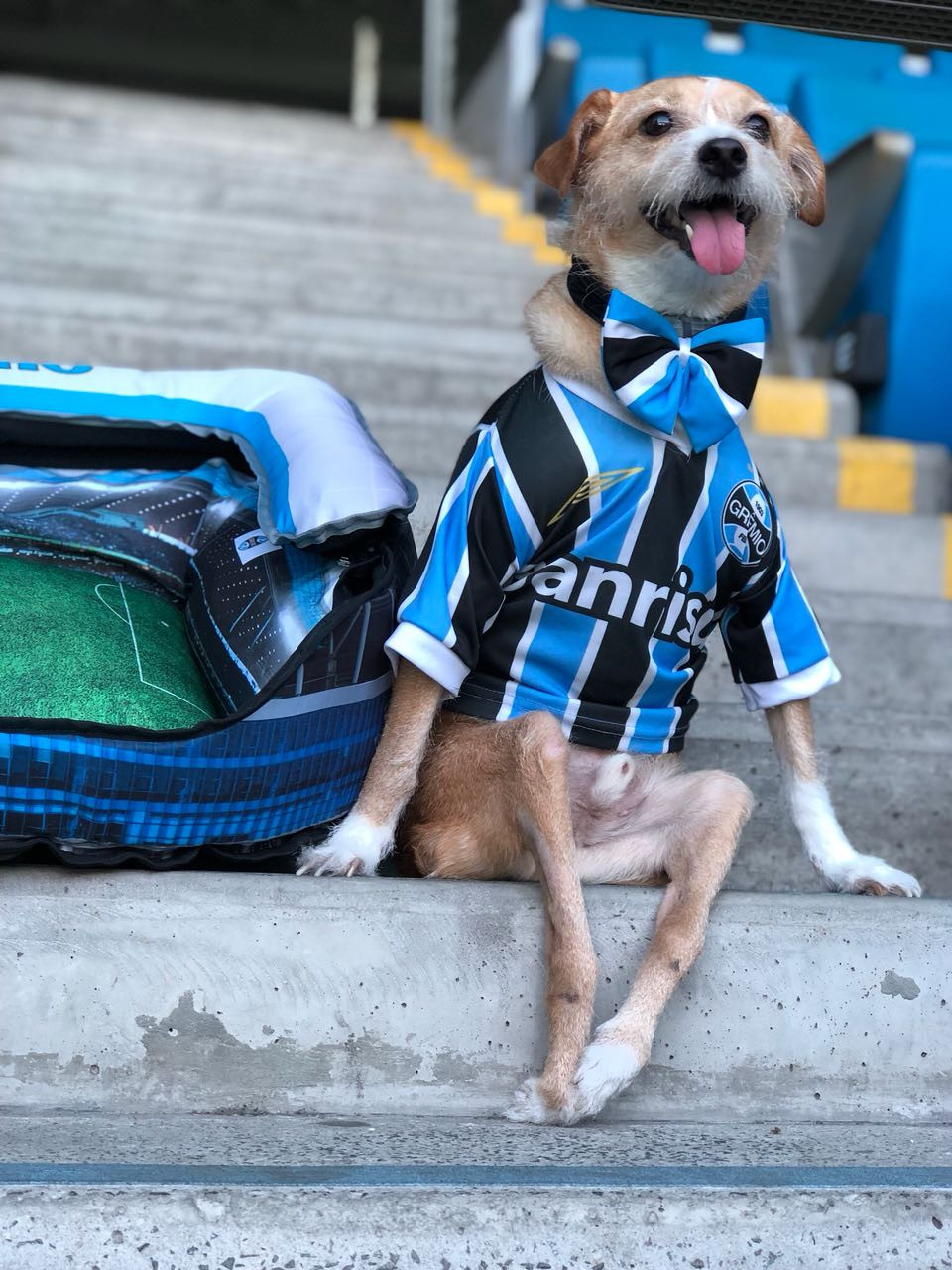 cão toquinho