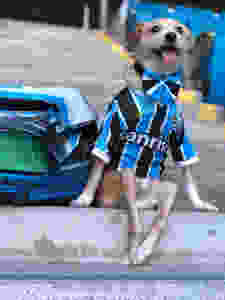 cão toquinho
