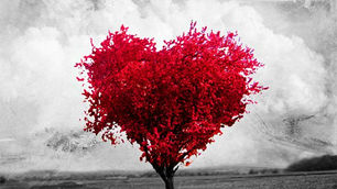 O amor - Por Vanessa Campos