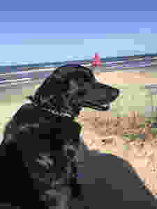 Cão Polho