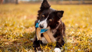 Three Dogs e Three Cats promovem adoção de pets com ONGS parceiras