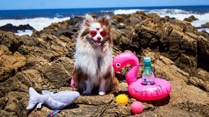 Pets também curtem o verão?