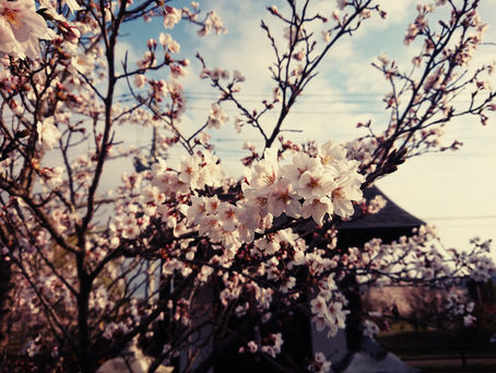 さくら、サクラ、桜