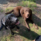 The Dogs at Meandering Farm.jpeg