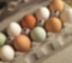 Eggs .jpeg