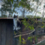 Moggie at Meandering Farm Girvan NSW .jp