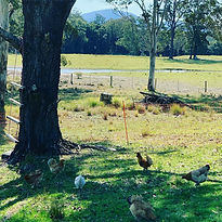 Chickens on Pasture Meandering Farm.jpeg