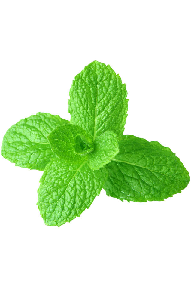 Miniatúra: Spearmint (Mäta klasnatá)