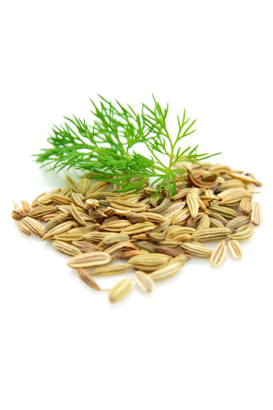 Miniatúra: Fennel (Fenikel obyčajný)