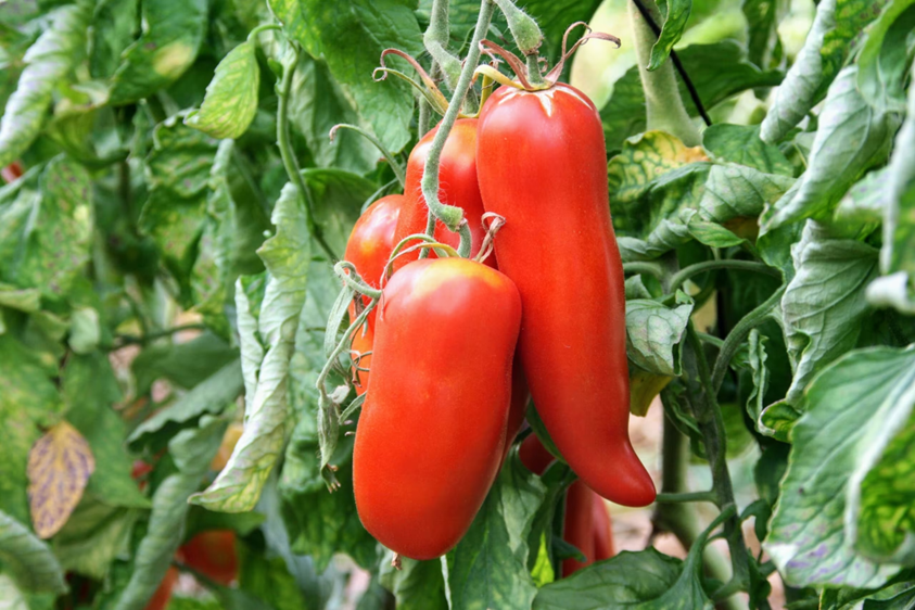 Miniature : Tomate des Andes