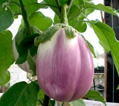 Miniature : Aubergine rotonda bianca