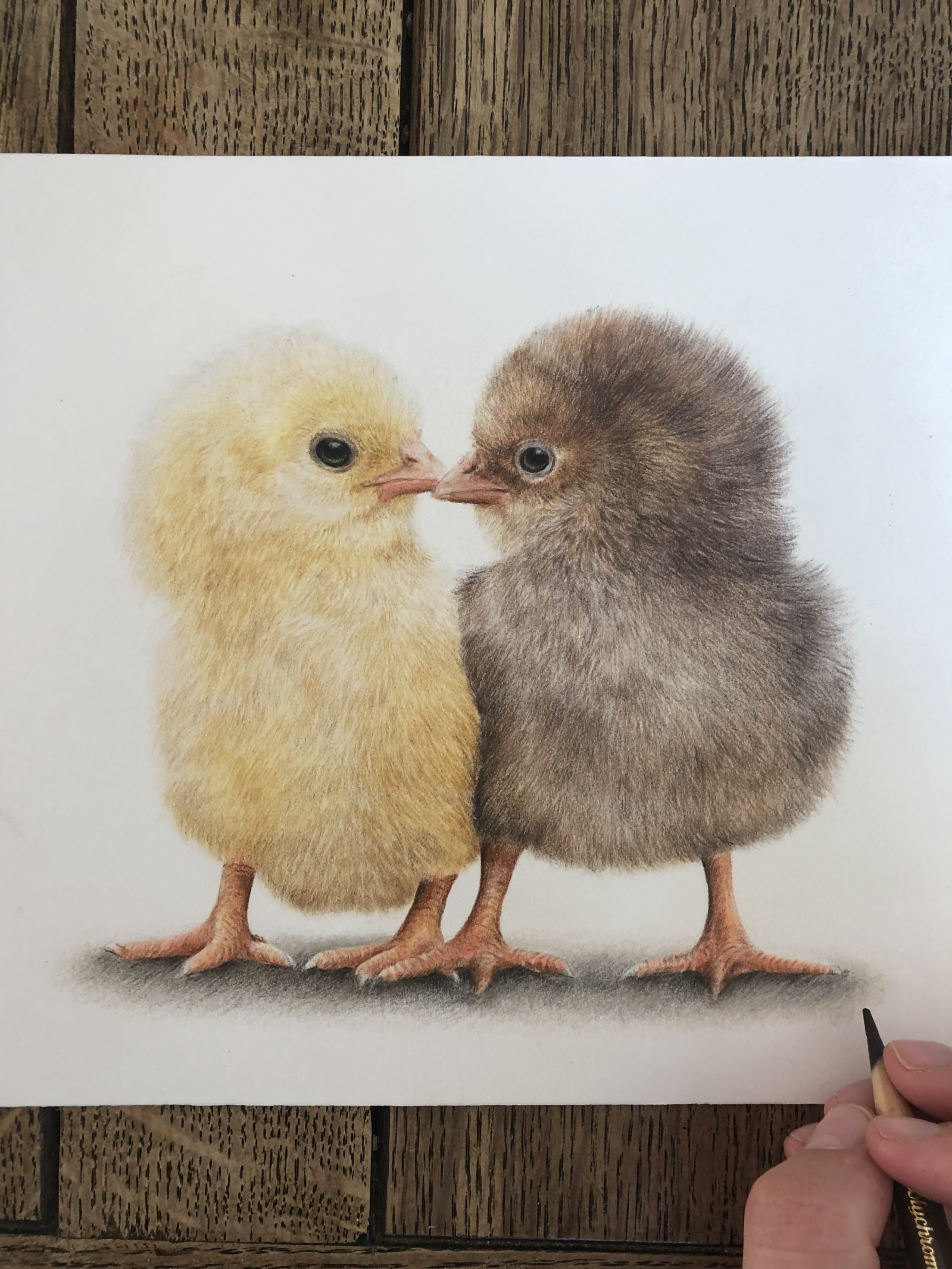 'Love birds'