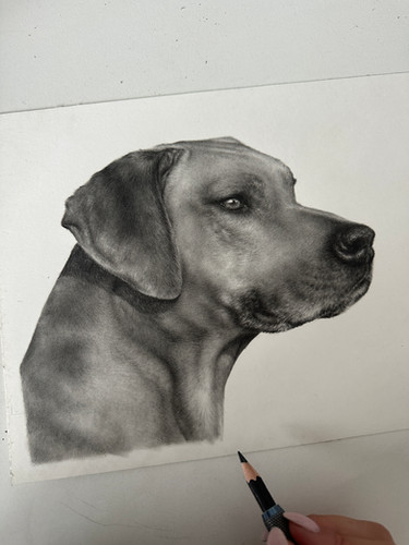 How To Drawing Rhodesian Ridgebacks Graphite Rhodesian Ridgeback Masterclass | bethanyvere