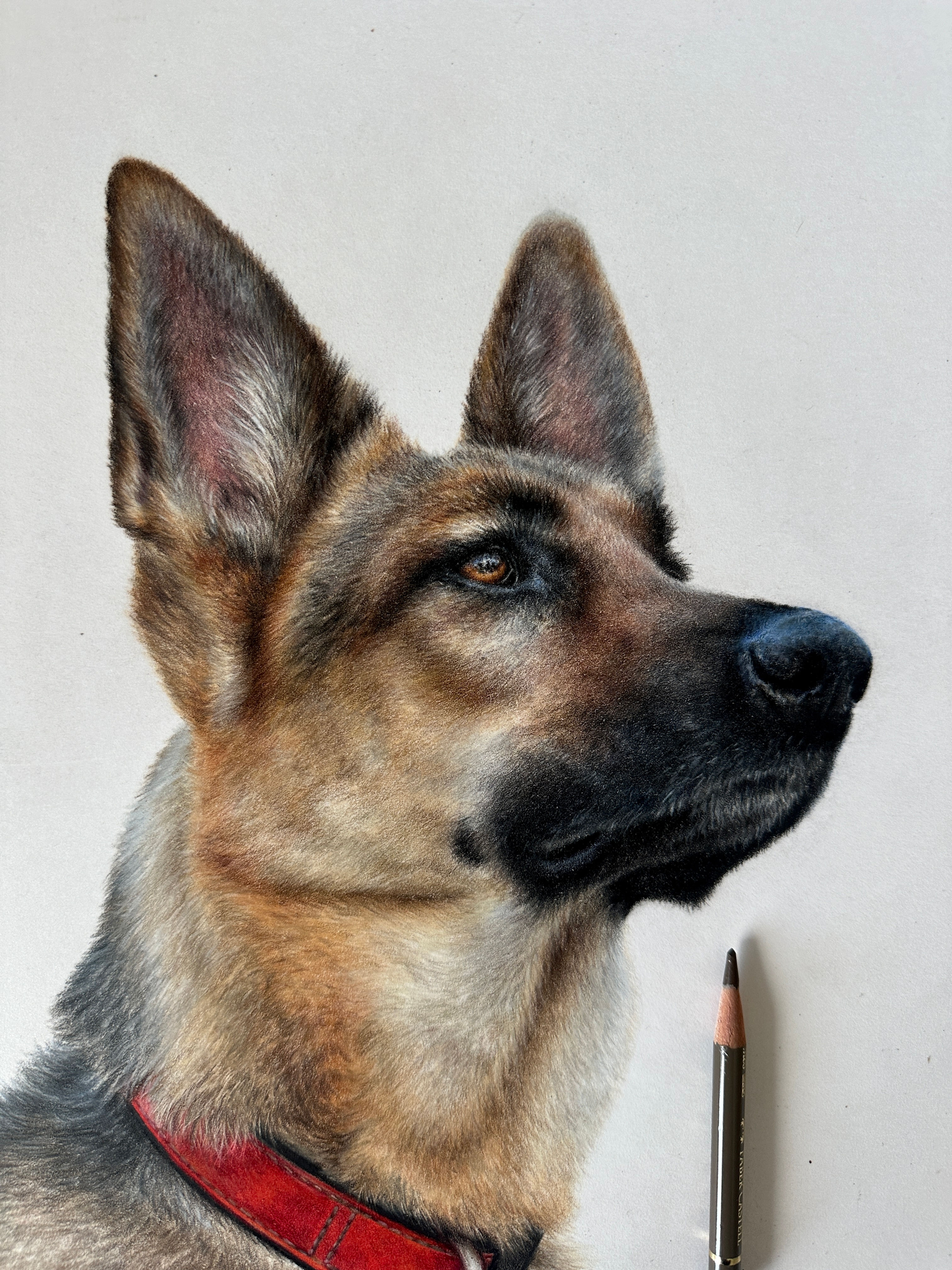 German Shepherd Coloured Pencil Masterclass