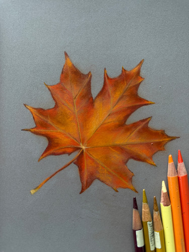FREE Maple Leaf Coloured Pencil Masterclass | bethanyvere