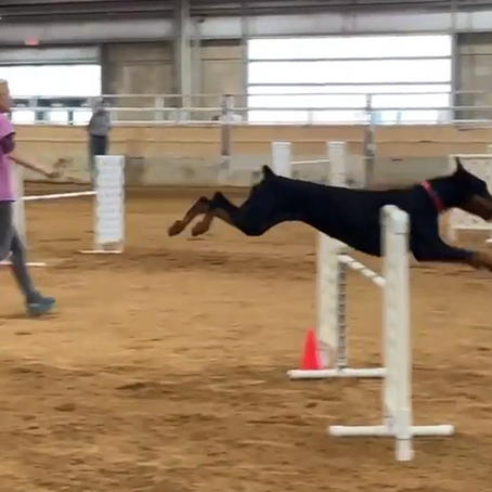 Nikora in Agility
