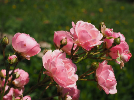 Rose: Les conseils d'entretien.