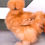 Thumbnail: SeaBreeze Exclusive Buff Bearded Bantam Silkie Straight Run Chicks