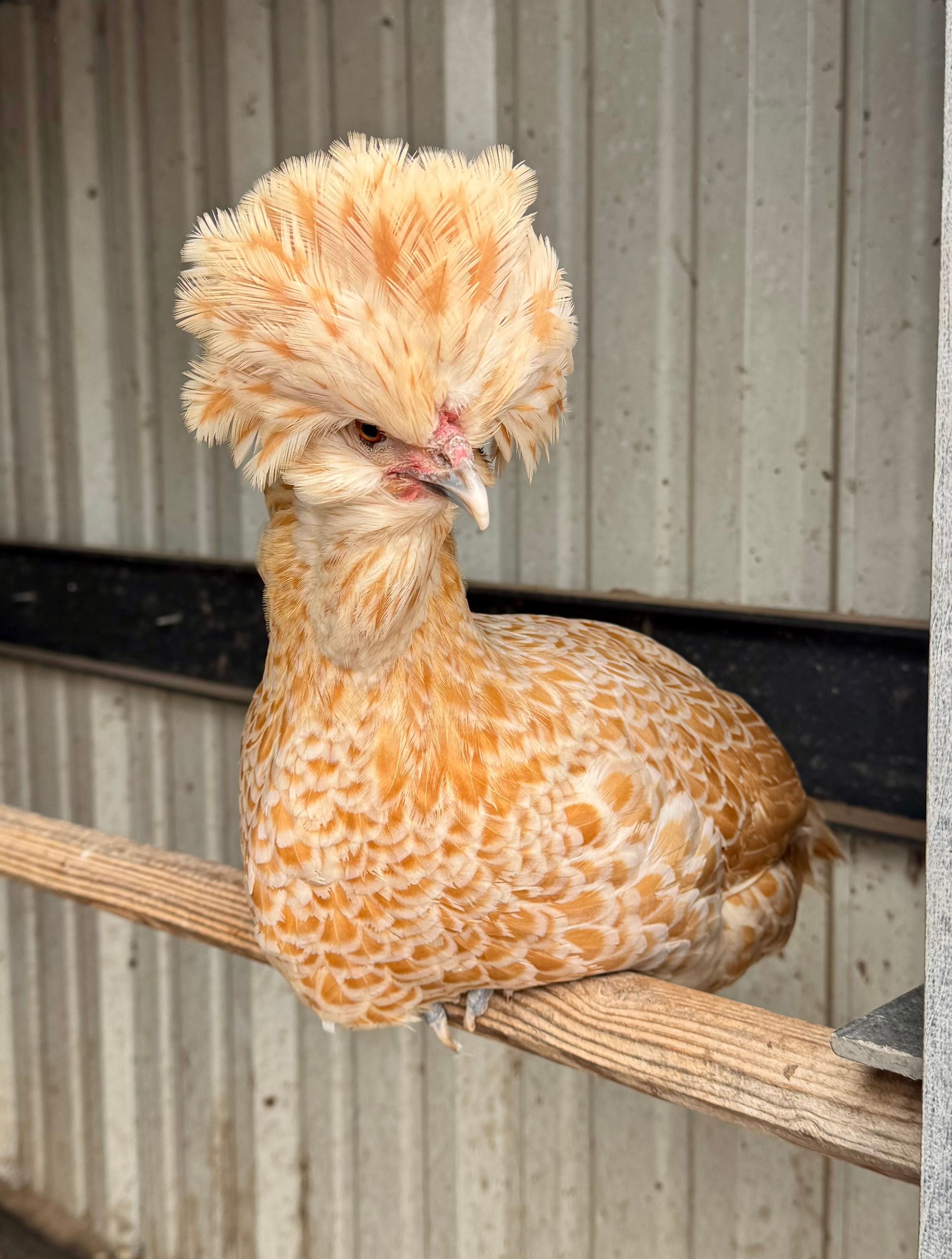 Buff Laced Polish Pullets
