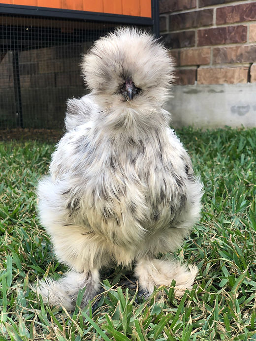 Splash Bearded Bantam Silkie Straight Run Chicks | order exotic poultry