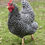 Thumbnail: Barred Rock  Pullets