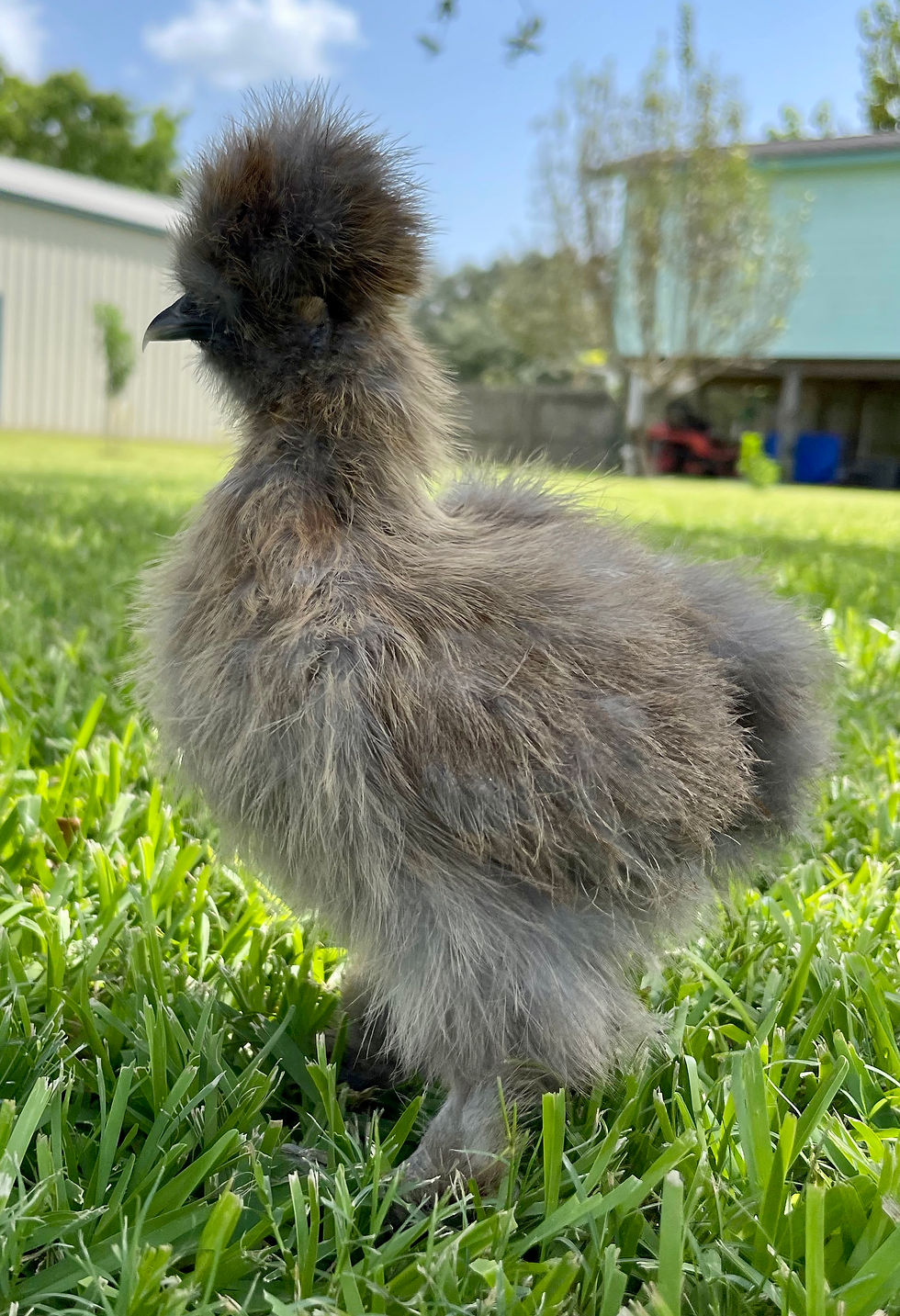 John,Paul&George参加！THE SILKIE Assorted Silkie Bantam Day Old Chicks
