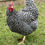 Thumbnail: Barred Rock  Pullets