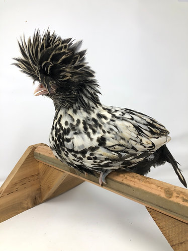 Silver Laced Polish - 003
