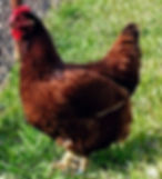 Rhode Island Red Pullets