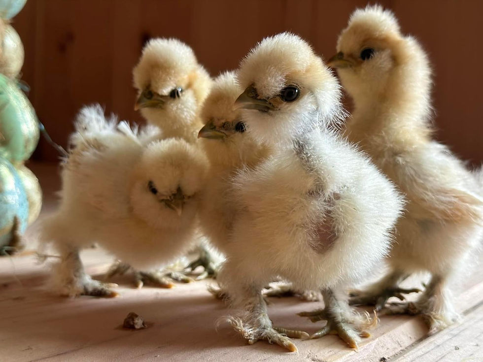 Thumbnail: SeaBreeze Exclusive Buff Bearded Bantam Silkie Straight Run Chicks