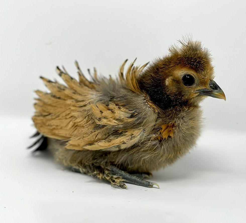 Thumbnail: Gold Lioness Frizzle  Chicks (Gold with Black)